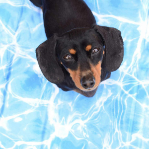 Black and tan dachshund on a dog cooling mat