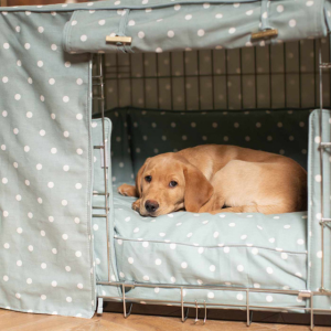 Golden labrador in a duck egg spot crate set