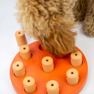 Cockapoo using an interactive dog toy to sniff for treats