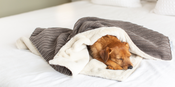 Terrier sleeping in a cosy grey dog blanket