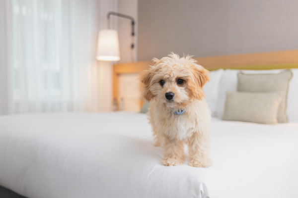 Cavapoo on a white bed