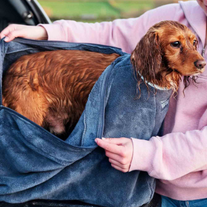 Red Spaniel wearing a grey dog drying bag