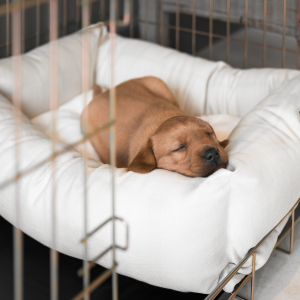 Cosy and calming puppy crate bed
