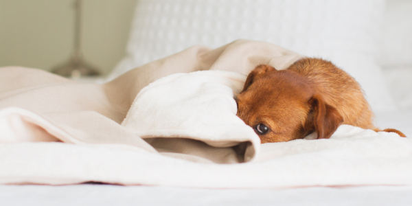 Terrier sleeping in a cosy beige blanket