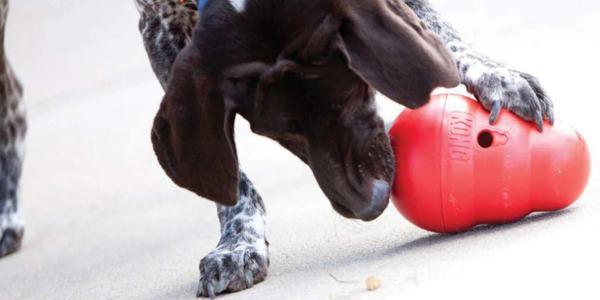 Pointer playing with a KONG wobbler toy