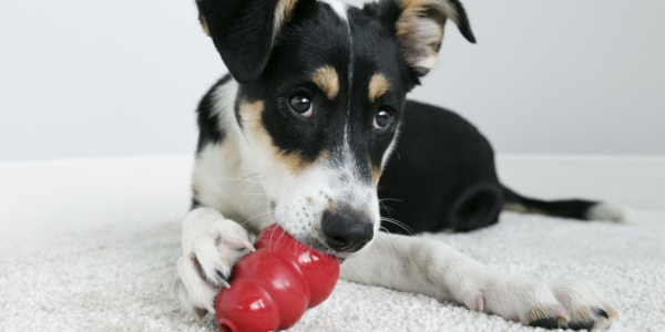 Dog playing with a KONG classic