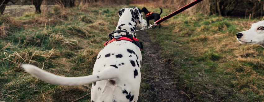 Dalmatian on a walk in the countryside on a dog lead following the countryside code