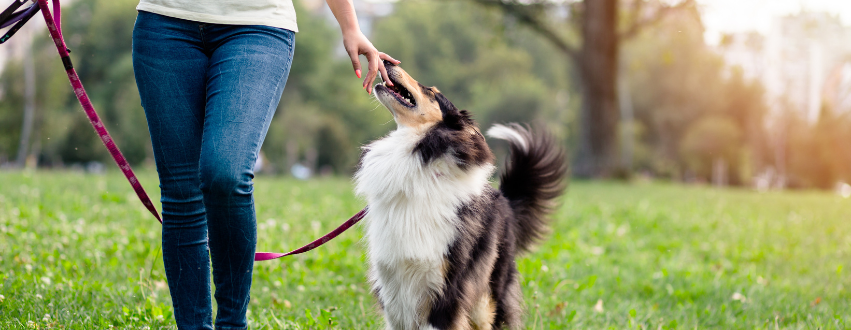 Dog being trained to loose lead walk