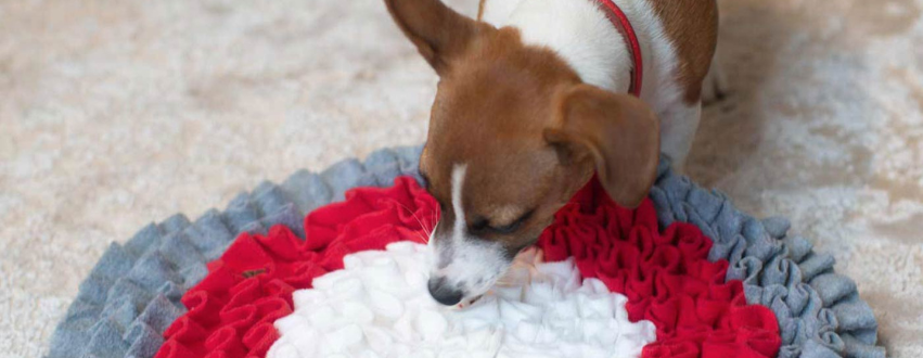 Jack russell using a snuffle mat