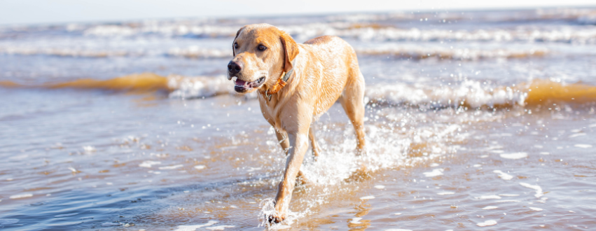 Labrador running out of the sea
