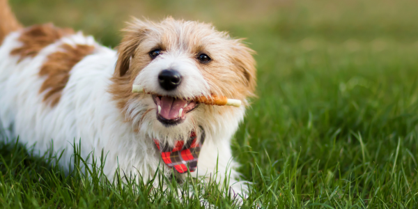 Brown and white dog chewing a treat