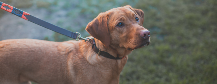 Labrador wearing a pampeano collar and lead