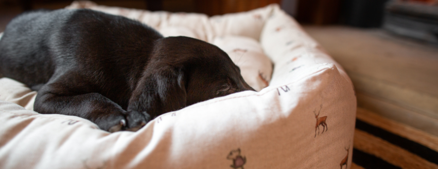 Labrador puppy sleeping