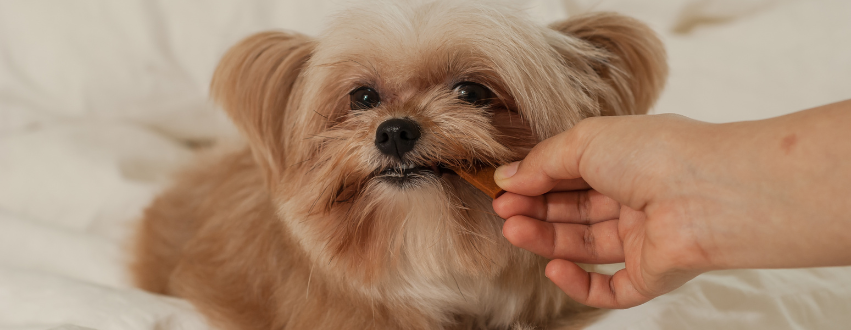 Yorkshire terrier being fed a treat