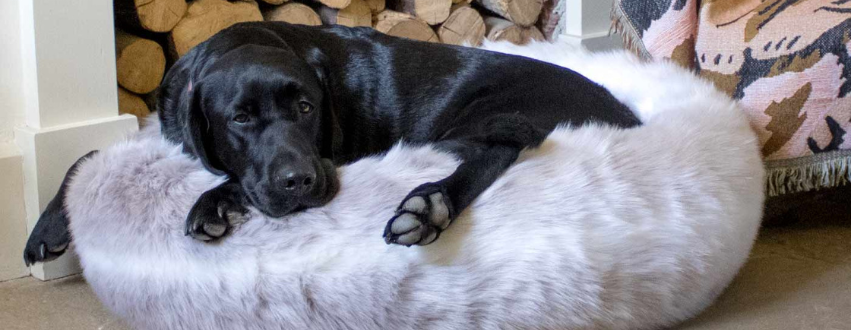 Labrador in a calming donut bed