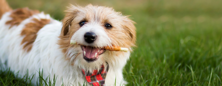 Dog in the garden with a treat in their mouth