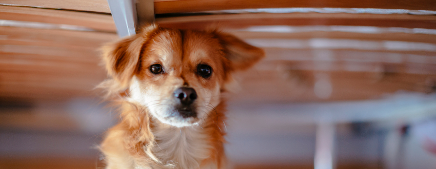 Dog hiding under bed