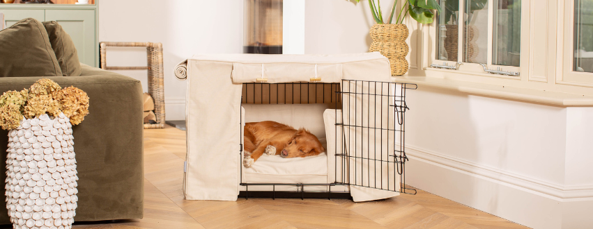 Nova Scotia retriever sleeping in a dog den crate