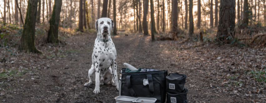 Black and white dalmatian in the woods with a black dog walking bag