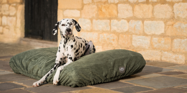 Dalmatians sat on dog cushion with a fir green drying cover