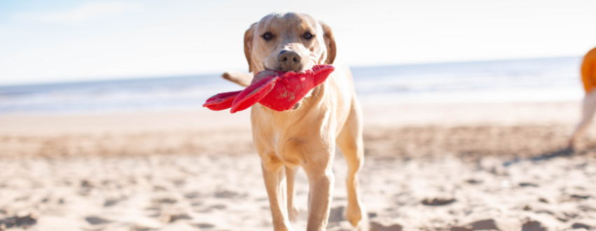 Labrador on a beach with a toy in their mouth