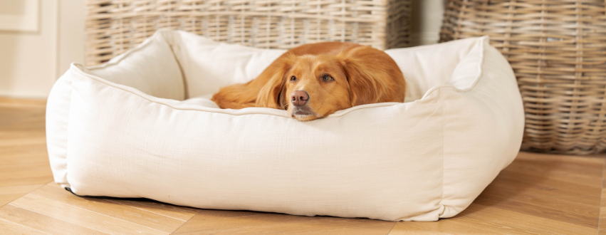 Nova scotia cuddled in a dog bed