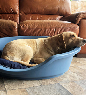 labrador laying in a plastic anti chew dog bed
