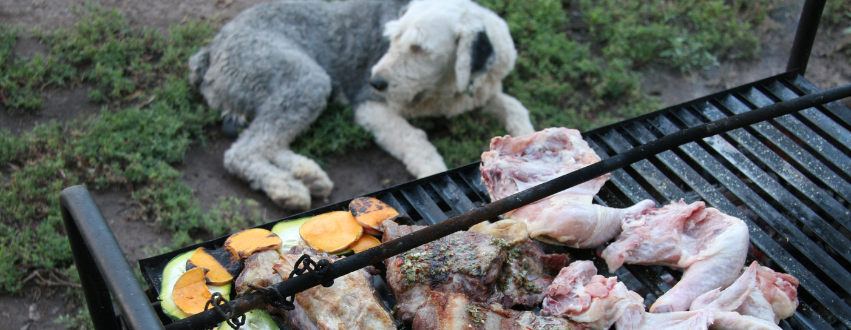 White and grey dog laid near a barbecue