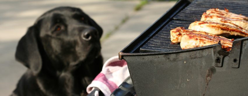 Labrador sniffing at a BBQ