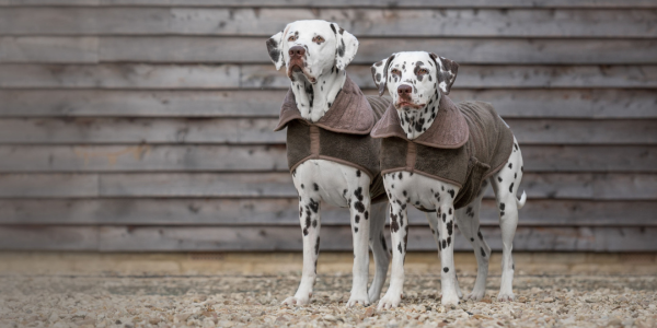 Two black and white dalmations wearing brown dog drying coats