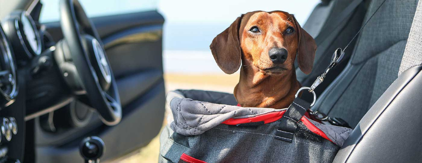 Dachshund in a car in a booster seat going on holiday in Europe