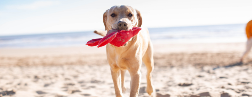 Labrador holding a toy on the beach