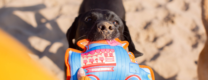 Black Labrador holding an ice cream van plush toy on the beach