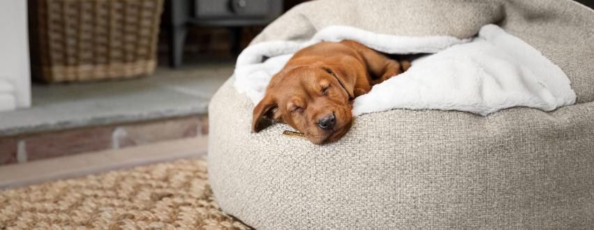 Red labrador puppy sleeping in a cosy dog bed