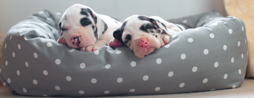 Two great dane puppies sleeping in a grey spot dog bed