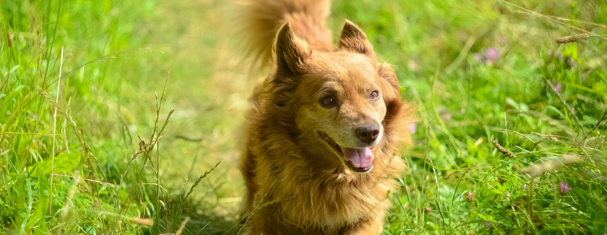 Summer dog in the field