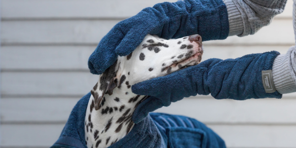Black and white dalmatian being rubbed dry by a person wearing navy drying gloves