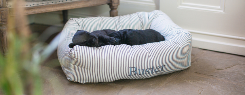 Black labrador puppies sleeping in a stripy dog bed