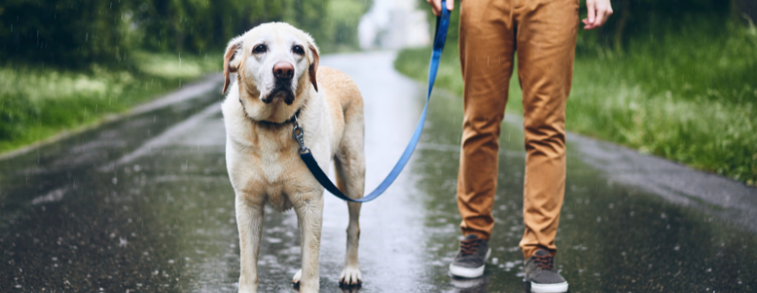 Labrador on a walk in the rain