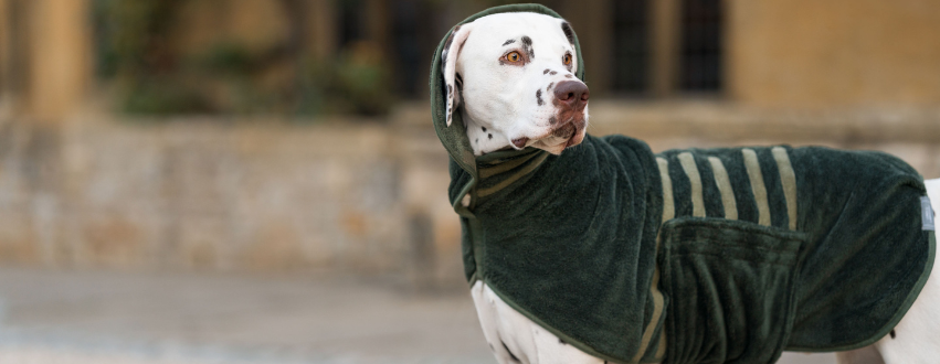 Dalmatian wearing a drying coat