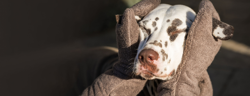 Dalmatian being dried with drying mitts