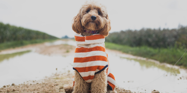 Golden cockapoo wearing an orange and white striped dog drying coat