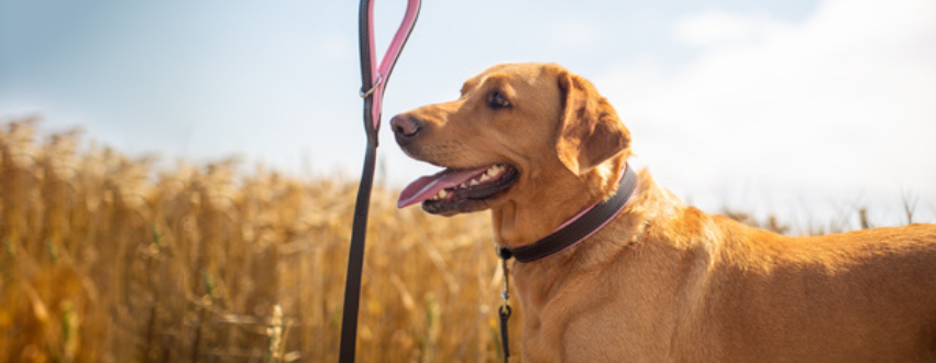Labrador wearing leather dog collar and lead