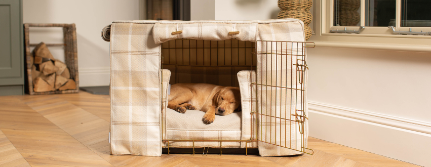 Golden labrador sleeping in a tweed crate set