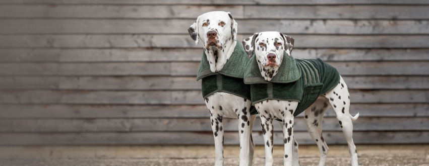 Dalmatians wearing fir green dog drying coats