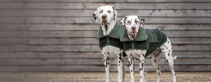 Boredom Busters for Dogs: 40 Tail-Wagging Games and Adventures