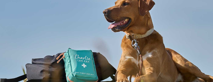Labrador with a dog first aid kit