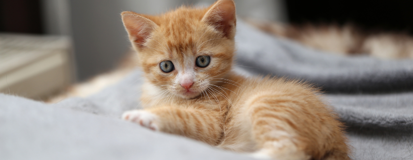 Ginger kitten laid in the sun