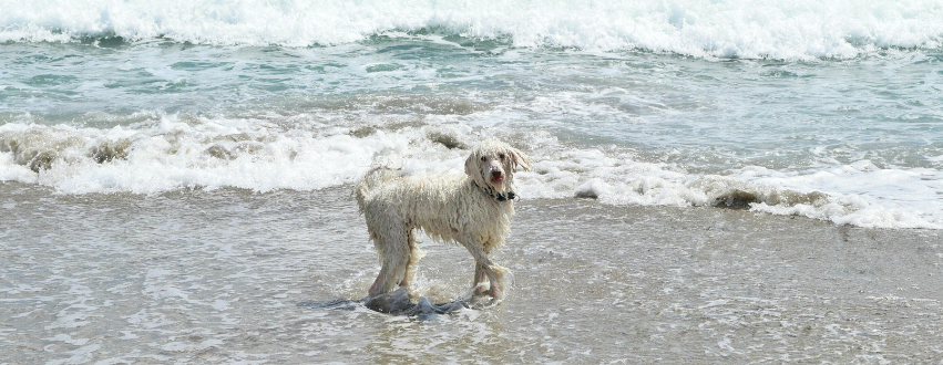 White cockapoo playing in the sea