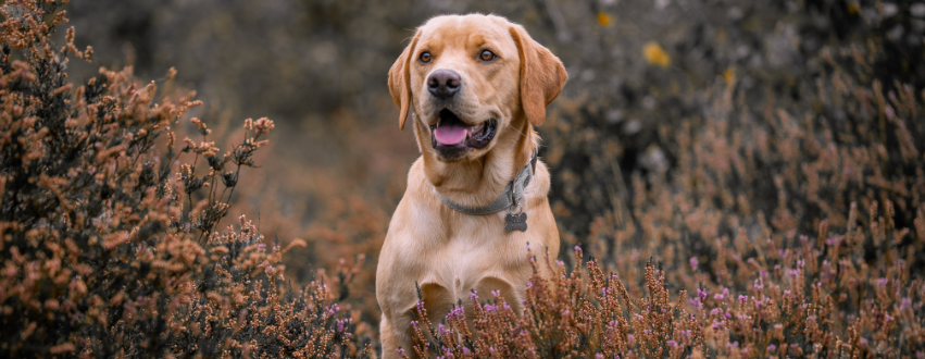 Labrador stood in the heather